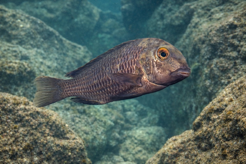 Tropheus sp. 'black' Kashekezi